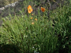 Papaver californicum