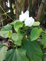 Thunbergia fragrans image