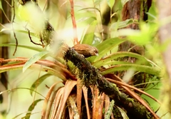 Syndactyla subalaris