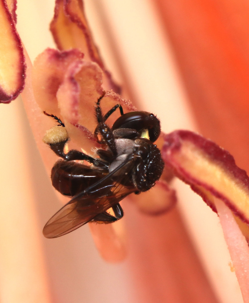 Charcoal Stingless Bee in December 2023 by juliegraham173 · iNaturalist