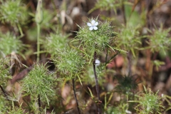 Navarretia tagetina