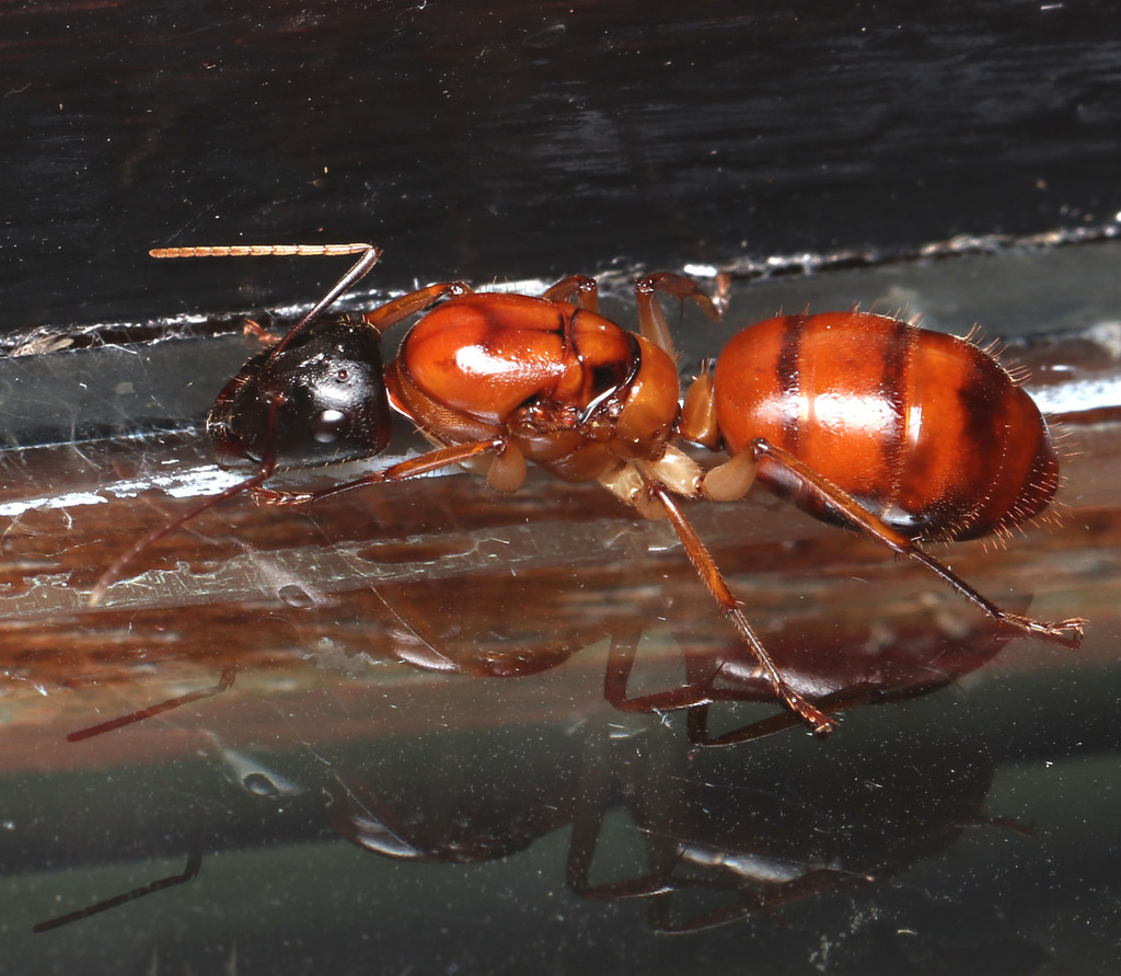 Nigricepsgroup Sugar Ants in November 2023 by juliegraham173 · iNaturalist