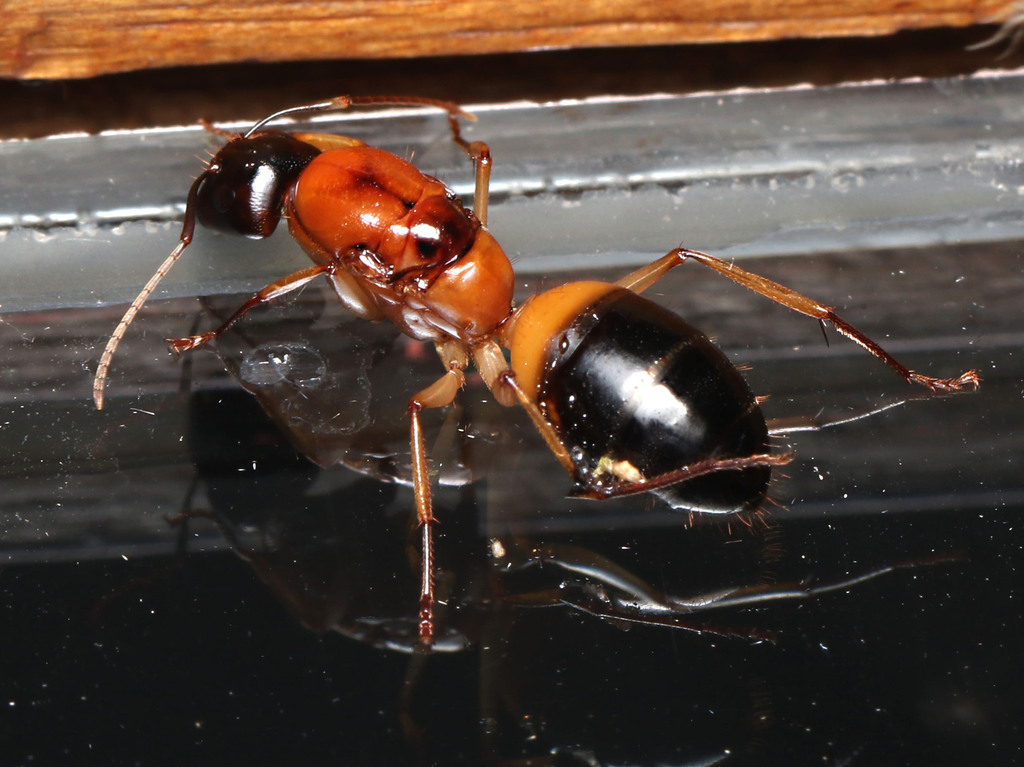 Banded Sugar Ant in November 2023 by juliegraham173 · iNaturalist