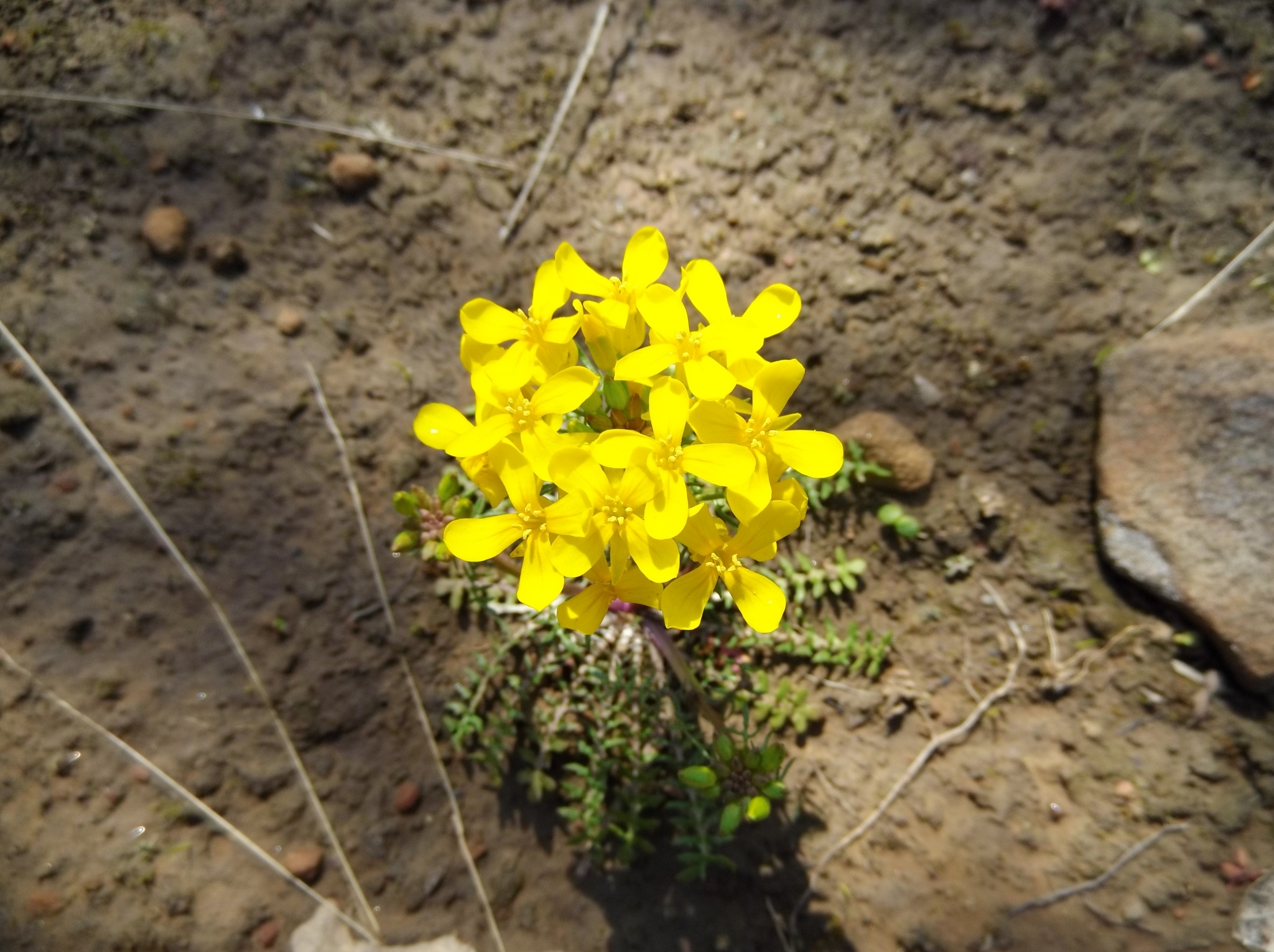 Selenia aurea