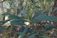Acacia obliquinervia