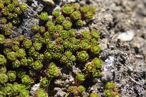 Image of Leptinella goyenii by (c) Christopher Stephens, some rights reserved (CC BY-SA)