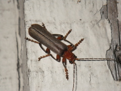 Pacificanthia consors