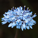 Brunonia australis - Photo (c) Matt Tudor,  זכויות יוצרים חלקיות (CC BY-NC), הועלה על ידי Matt Tudor