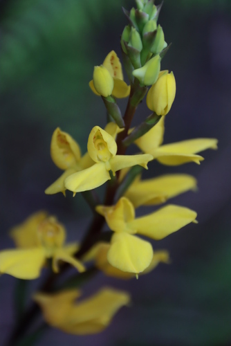 Image of Disa aurata by (c) Tony Rebelo, some rights reserved (CC BY-SA)