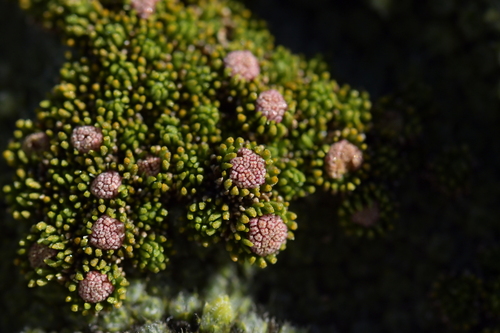 Image of Goyens Button Daisy (Leptinella goyenii) by (c) Christopher Stephens, some rights reserved (CC BY-SA)