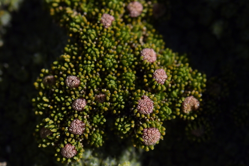 Image of Goyens Button Daisy (Leptinella goyenii) by (c) Christopher Stephens, some rights reserved (CC BY-SA)