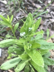 Myosotis macrosperma