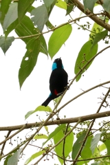 Dacnis venusta