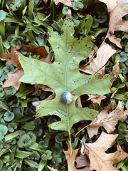 Quercus palustris