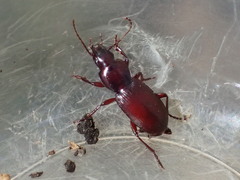 Pterostichus miscellus