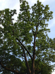 Angiospermae