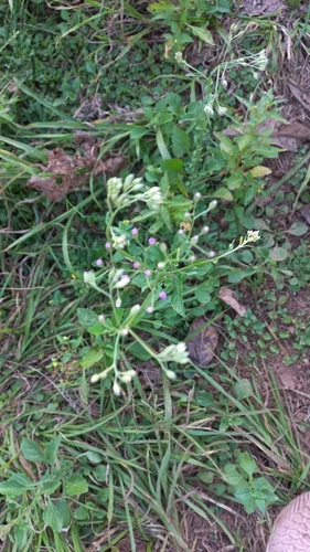 Cyanthillium cinereum image