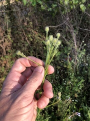 Hypochaeris chillensis