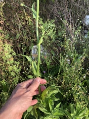 Hypochaeris chillensis