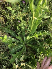 Hypochaeris chillensis