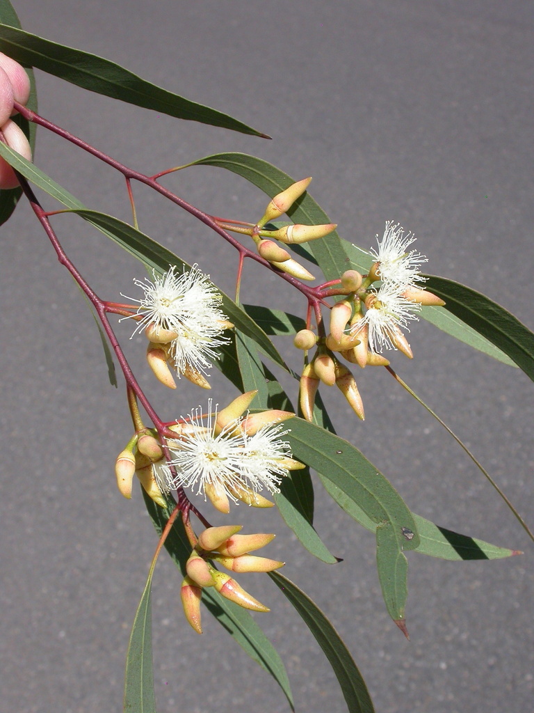 narrow-leaved red gum