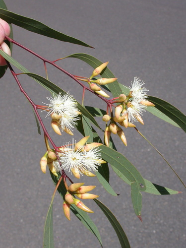 Eucalyptus seeana Maiden