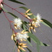 Eucalyptus seeana - Photo (c) Dean Nicolle,  זכויות יוצרים חלקיות (CC BY-NC), הועלה על ידי Dean Nicolle