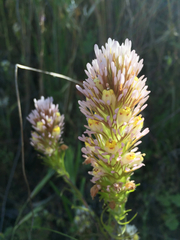 Castilleja lineariloba