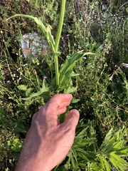 Hypochaeris chillensis