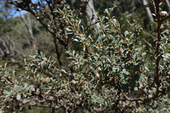 Leptospermum myrtifolium