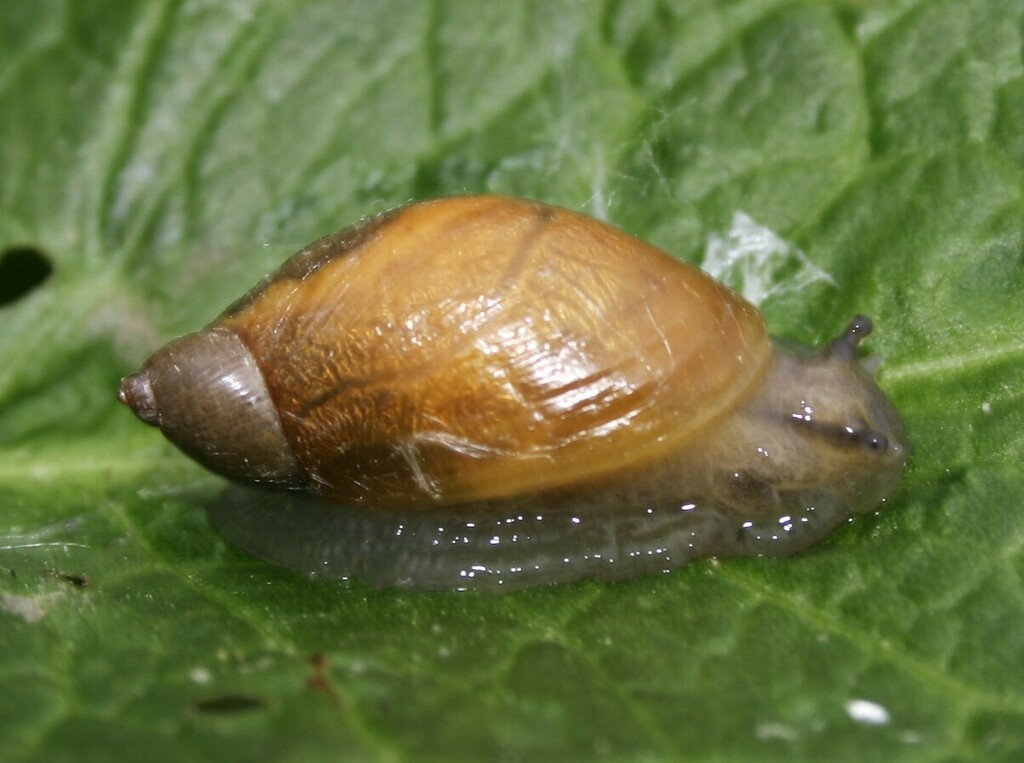 Amber Snails from Bear Creek Township, PA, USA on May 23, 2009 at 0142