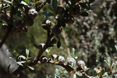 Leptospermum myrtifolium