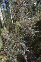 Leptospermum myrtifolium