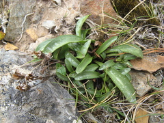 Gentianella serotina, photograph (c) Alice Shanks, some rights reserved (CC BY)