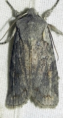 Lithophane antennata