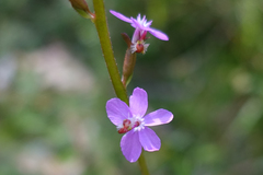 Stylidium montanum
