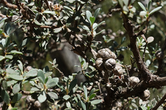 Leptospermum myrtifolium