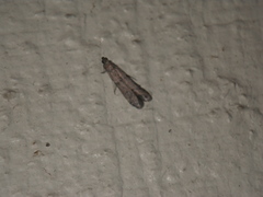 Lepidoptera