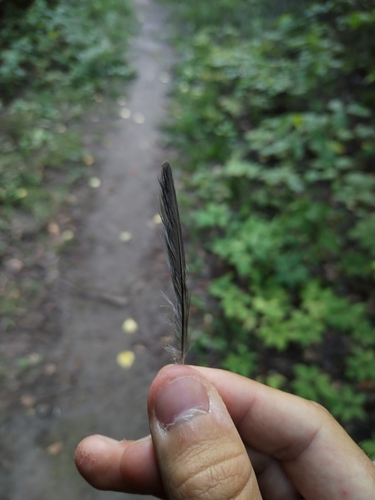 Plume de Fauvette des jardins