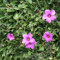 Oxalis hispidula