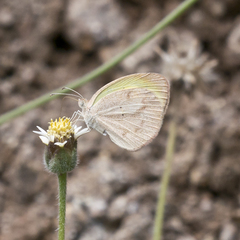 Eurema daira eugenia