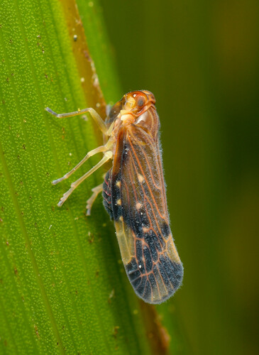 Eocenchrea maorica, 2023-11-08