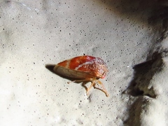 Cyrtolobus