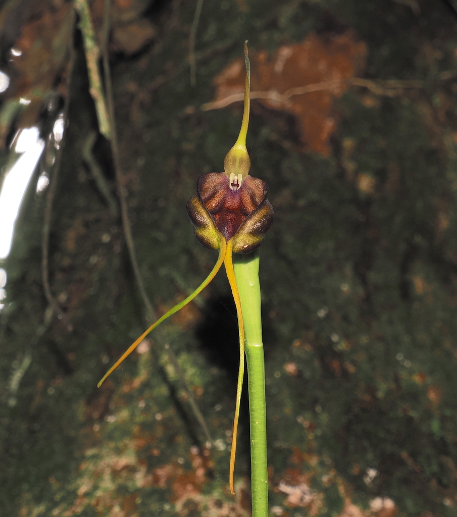 Masdevallia trochilus