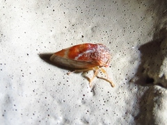 Cyrtolobus