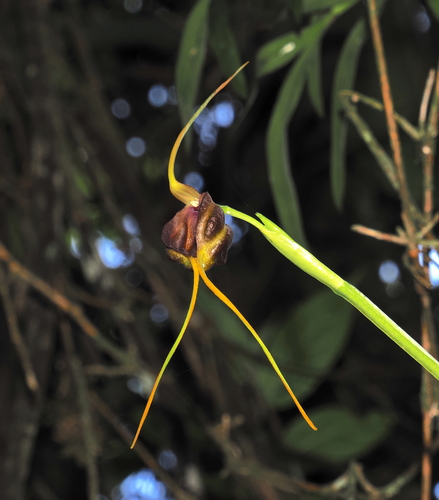 Masdevallia trochilus