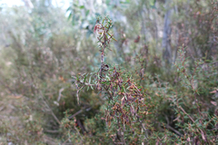 Acacia siculiformis