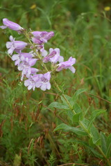 Penstemon cobaea