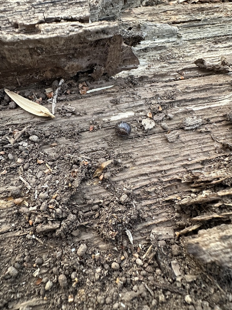 Woolice Rocks Woodlice, Pillbugs, and Rock Slaters from 14956 NC-109, Denton, NC ...