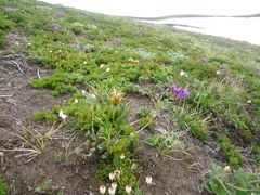 Pedicularis capitata
